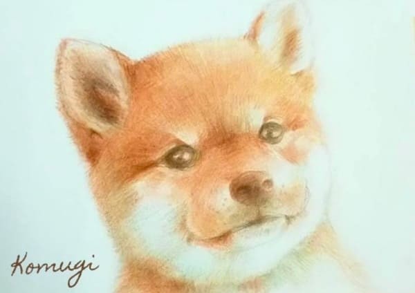 ペットの柴犬の似顔絵